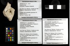 Foto (Objekt + Etiketten) von Cracensigillatus prolatus (Robins, Feldmann & Schweitzer, 2013) 